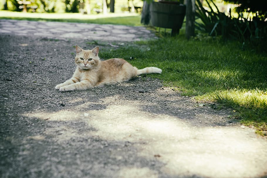 cat, animal, path, mammal, domestic, pets, domestic cat, animal themes HD wallpaper
