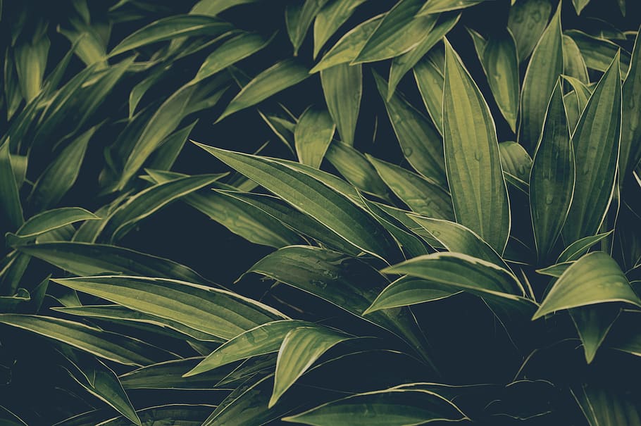 growth, green color, plant, plant part, leaf, full frame, beauty in nature HD wallpaper
