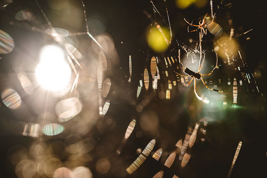 flare, lighting, nature, lightbulb, web, spider, caution, arachnophobia HD wallpaper