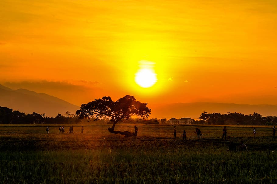 sunset, summer, tree, nature, landscape, dusk, outdoor, sky HD wallpaper