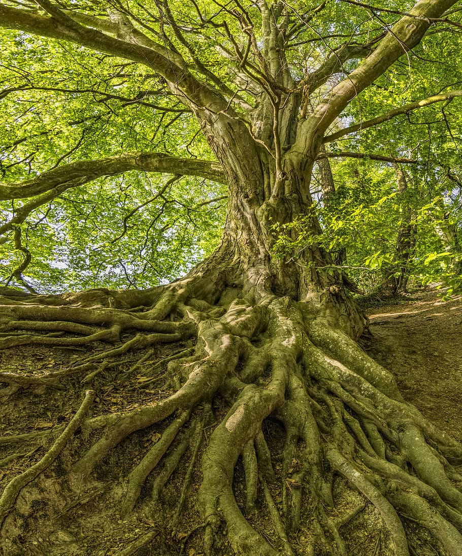 Green Tree Photo, bark, beautiful, branch, bright, daylight, environment HD wallpaper