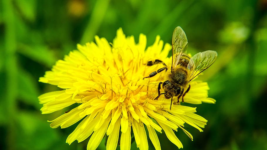 bi, flower, nature, flowering plant, animal, animal themes HD wallpaper