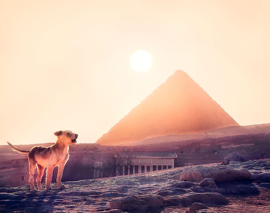 short-coated brown dog, architecture, building, egypt, animal HD wallpaper