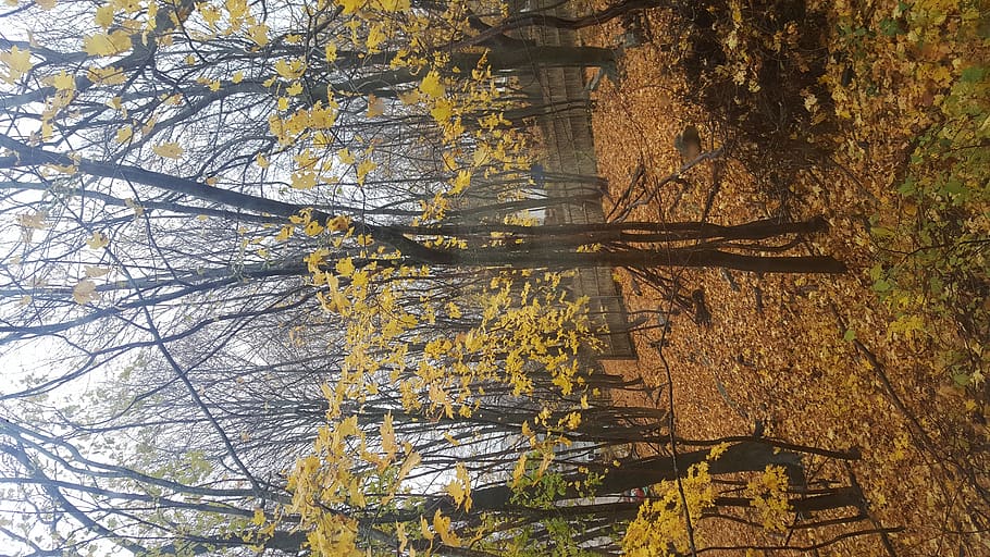 united states, bath, tree, plant, no people, forest, beauty in nature HD wallpaper