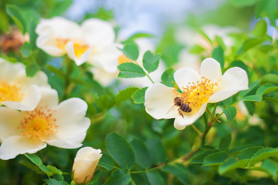animal, background, bee, closeup, detail, flower, fly, grass HD wallpaper