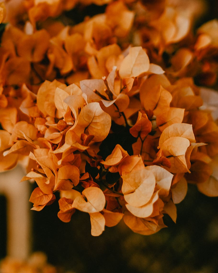 plant, leaf, tree, nature, plants, yellow flowers, garden, warm HD wallpaper
