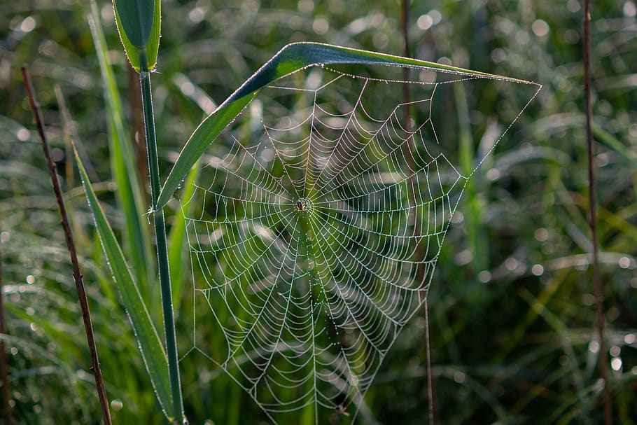 spider, cobweb, morgentau, dewdrop, cobwebs, beaded, nature HD wallpaper