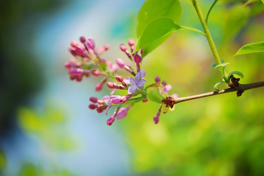 lilac, flowers, spring, plants, nature, purple, garden, petal HD wallpaper
