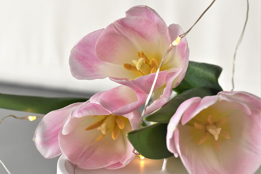 decoration, table decorations, candle, flowers, floral decorations HD wallpaper