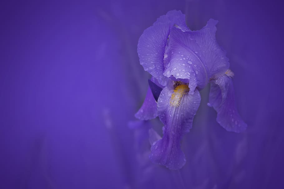 iris, flower, nature, garden, bloom, violet, flora, romantic HD wallpaper