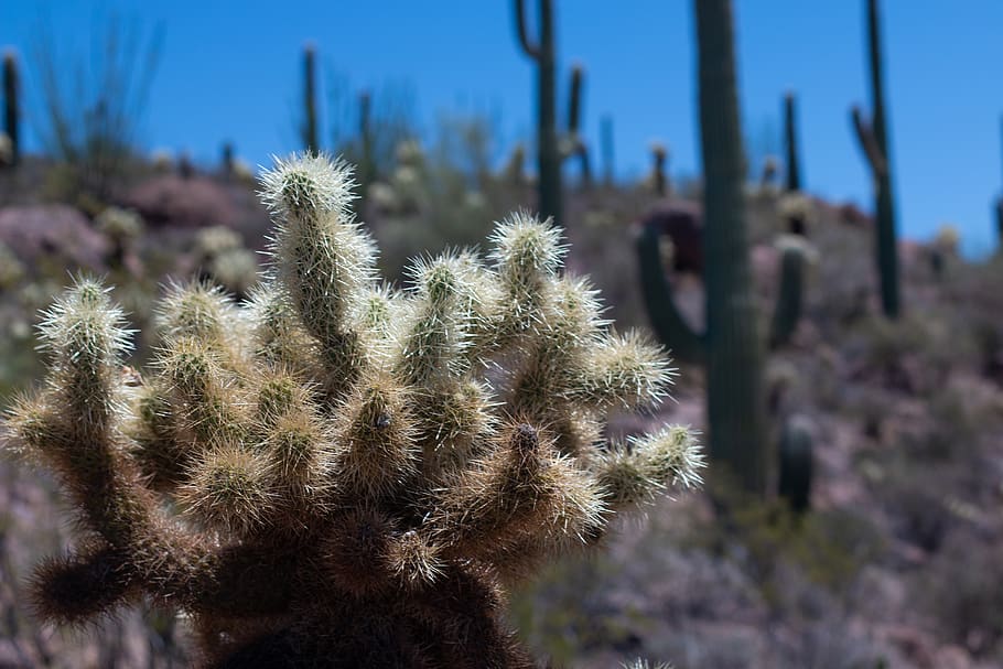 saguaro national park, cactus, needles, desert, arizona, plant, HD wallpaper