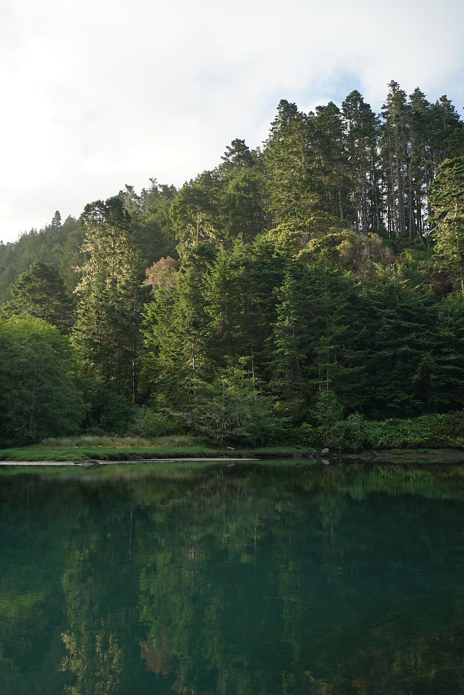 trees, lake, forest, green, fog, mist, water, plant, reflection HD wallpaper