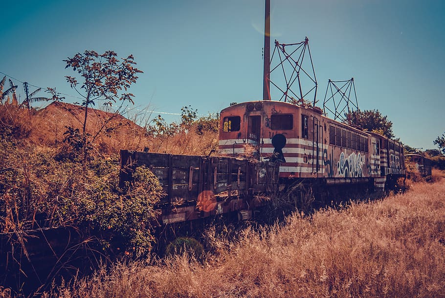 brown train, vehicle, transportation, nature, field, tree, flora HD wallpaper