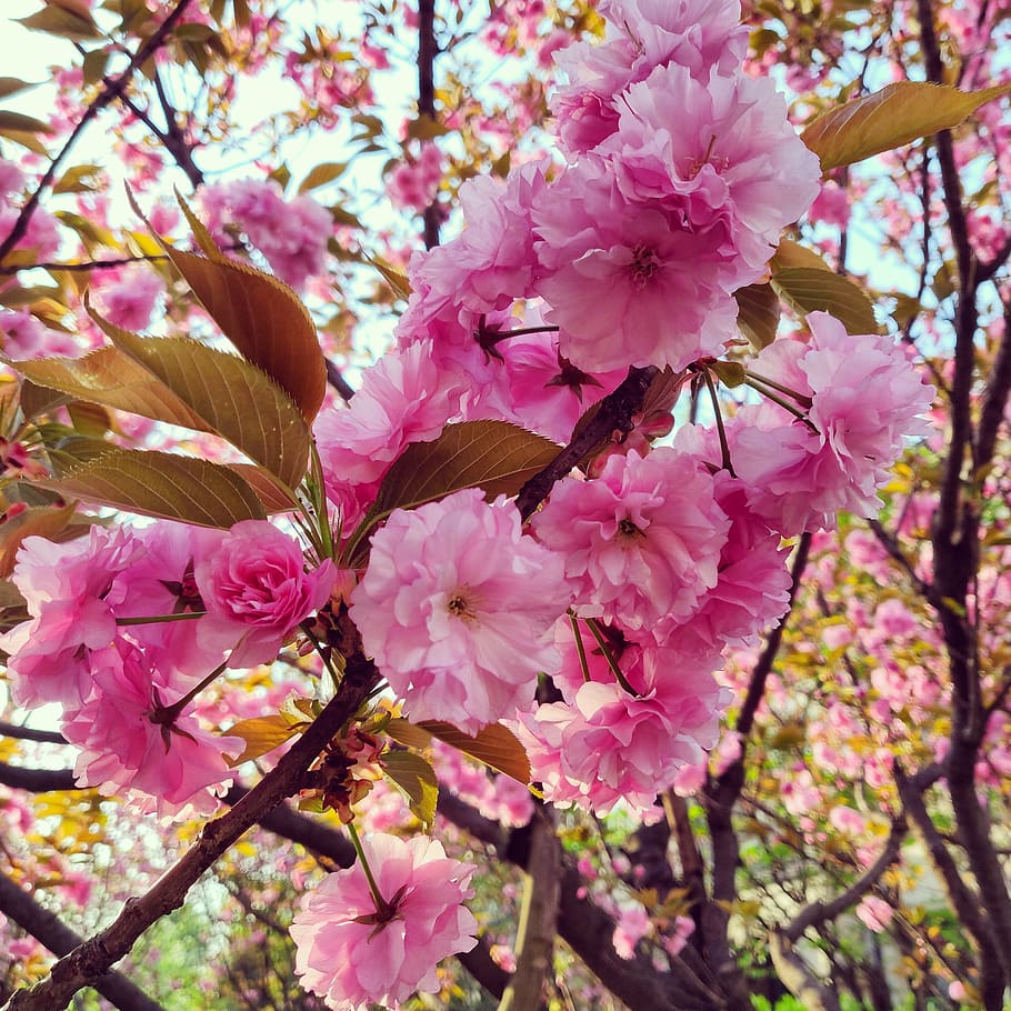 pink flowers, plant, blossom, cherry blossom, geranium, spring HD wallpaper