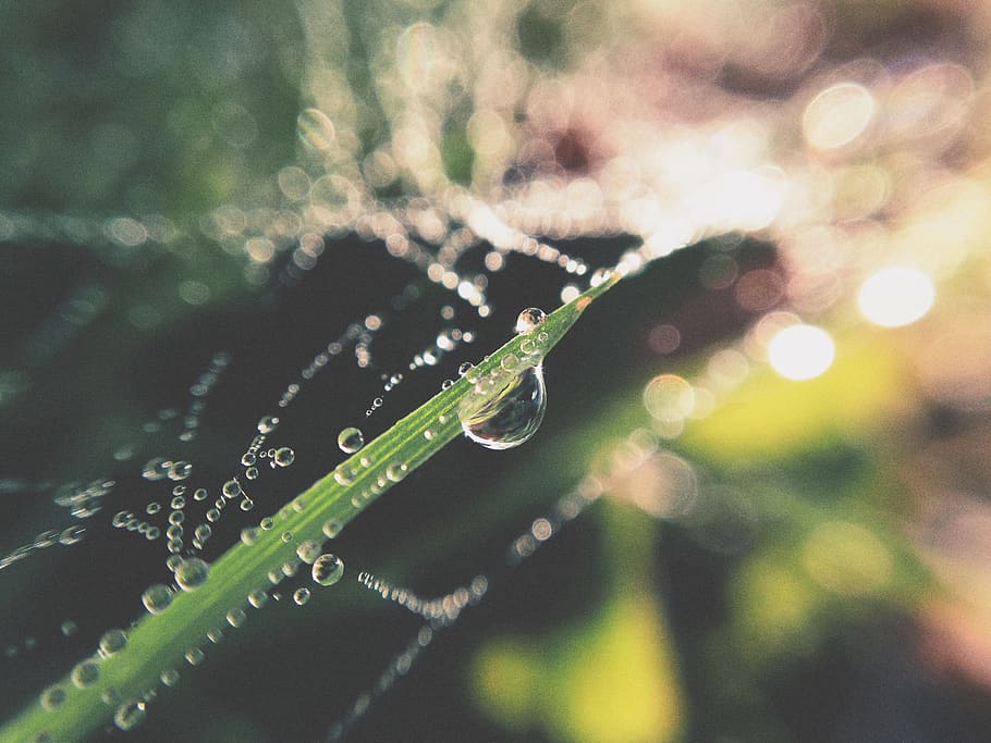 macro, droplet, grass, sun, summer, cobweb, spiderweb, dew HD wallpaper