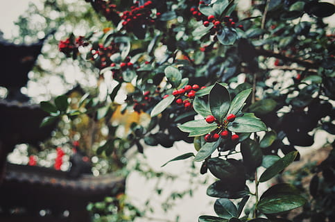 green tree, plant, fruit, food, 法喜寺, hangzhou, china, cherry HD wallpaper