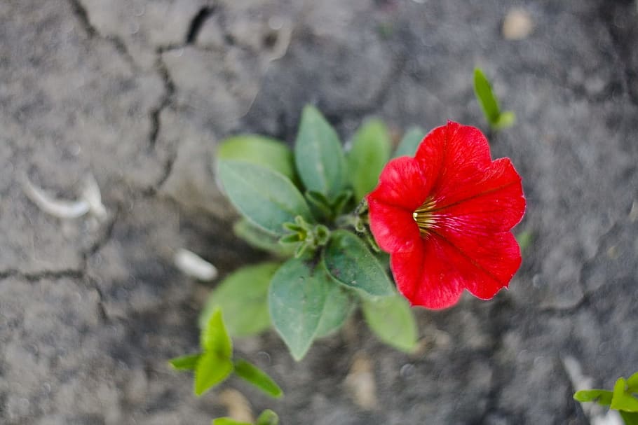 red, flower, ground, flowering plant, fragility, vulnerability HD wallpaper