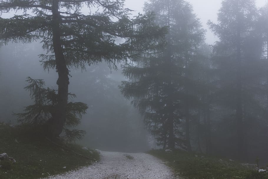 forest surrounded with fog, tree, plant, tranquility, beauty in nature HD wallpaper