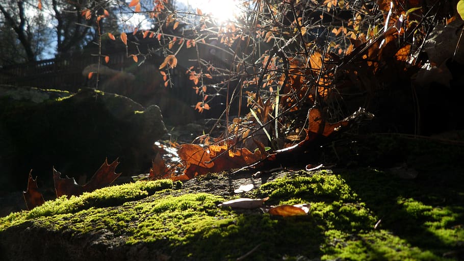 sun, tree, forest, plant, nature, land, no people, day, growth HD wallpaper
