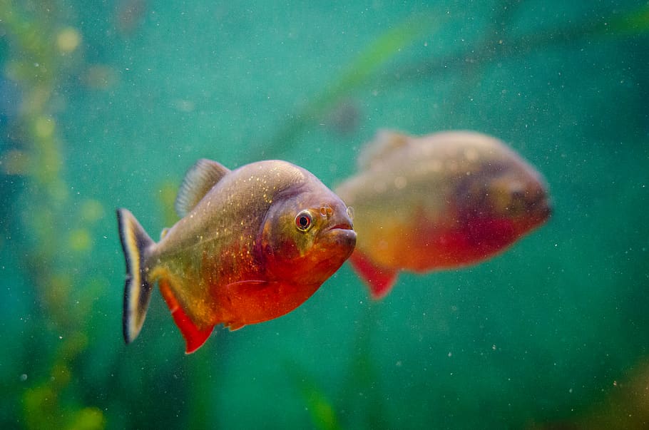 Brown, animal, aquarium, fish, reflection, swimming, underwater HD wallpaper