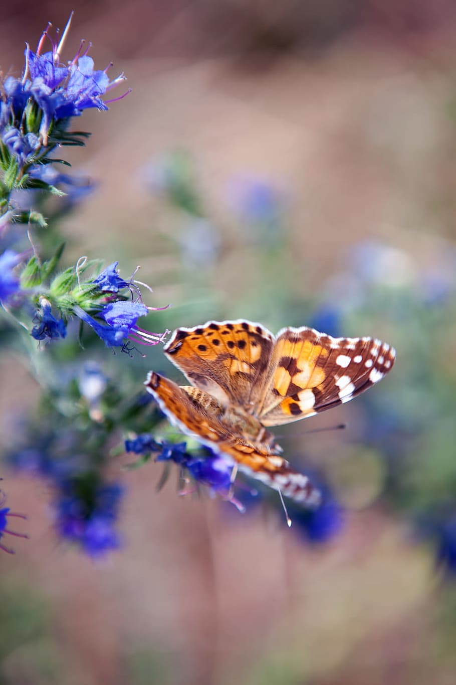 insect, flower, butterfly, blue, gardening, day, light, natural HD wallpaper