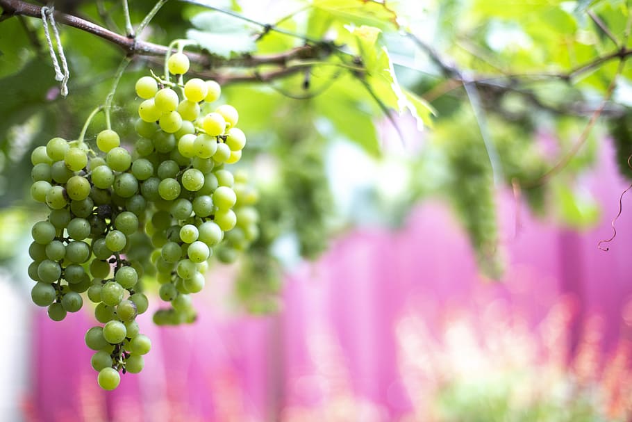 Selective Focus Photography of Grapes, blur, branch, bright, cluster HD wallpaper