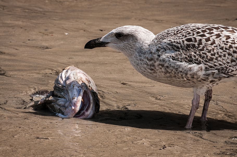 seagull, fish, fish head, beach, coast, sand, prey, aas, animal wildlife HD wallpaper