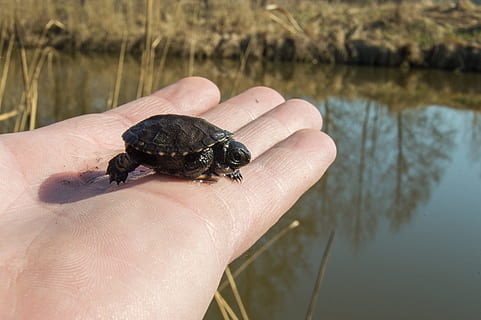Little turtle in the palm of a person, holding, animal, hand HD wallpaper