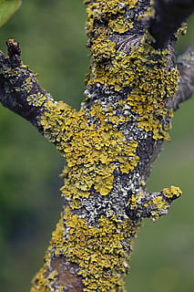 lichen, tree, nature, moss, bark, forest, tribe, log, branch HD wallpaper