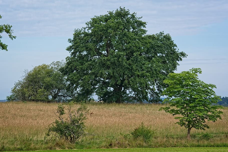 tree, individually, summer, nature, meadow, pasture, single tree HD wallpaper