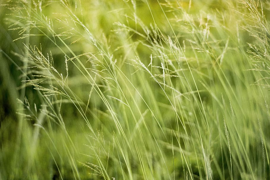 Green Grass, blur, close -up, daytime, environment, field, growth HD wallpaper