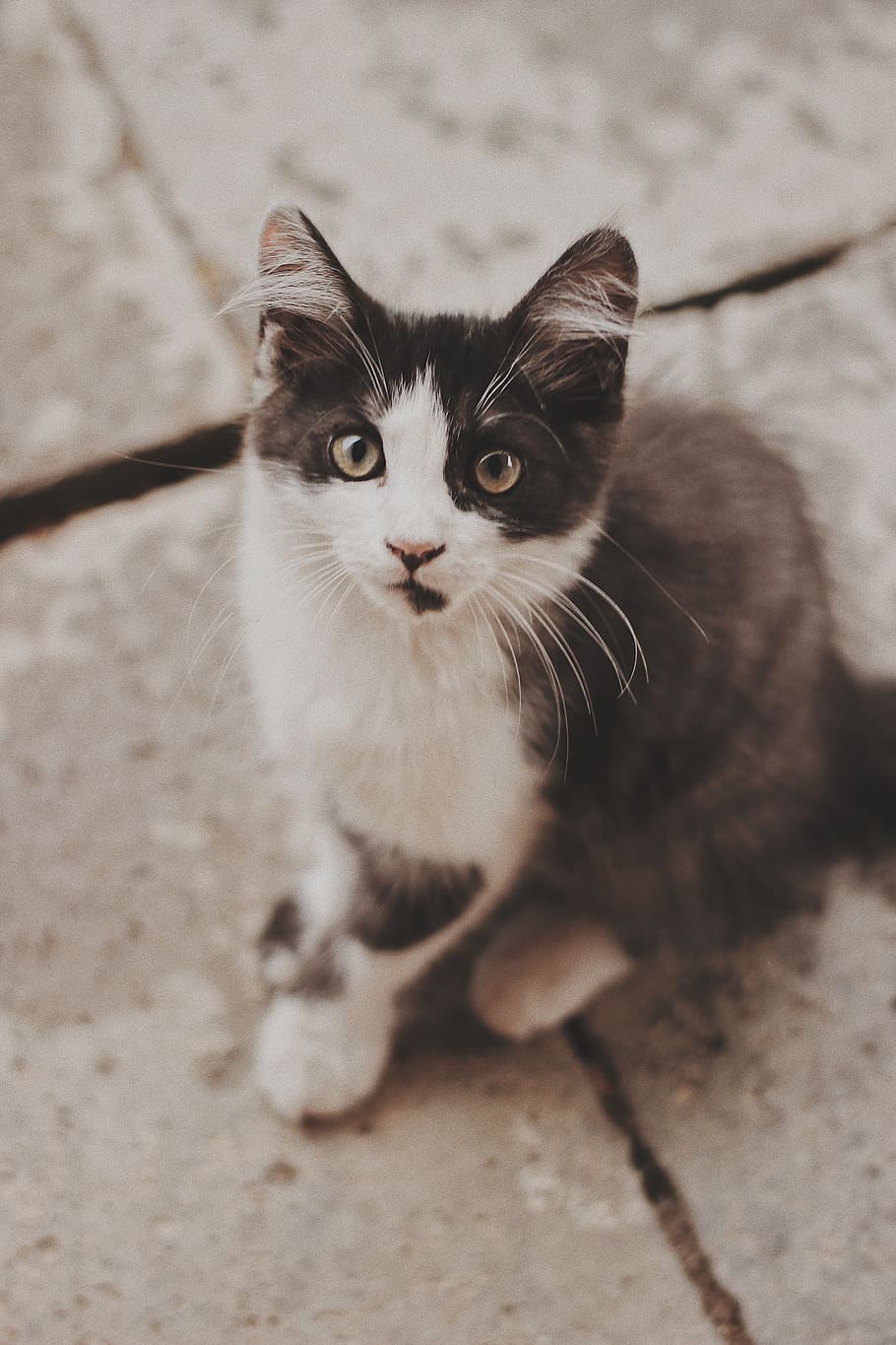 cat sitting on gray concrete pavement, animal, pet, manx, mammal, HD wallpaper