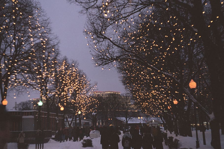 trees and lanterns, plant, gorky park, human, person, moscow HD wallpaper