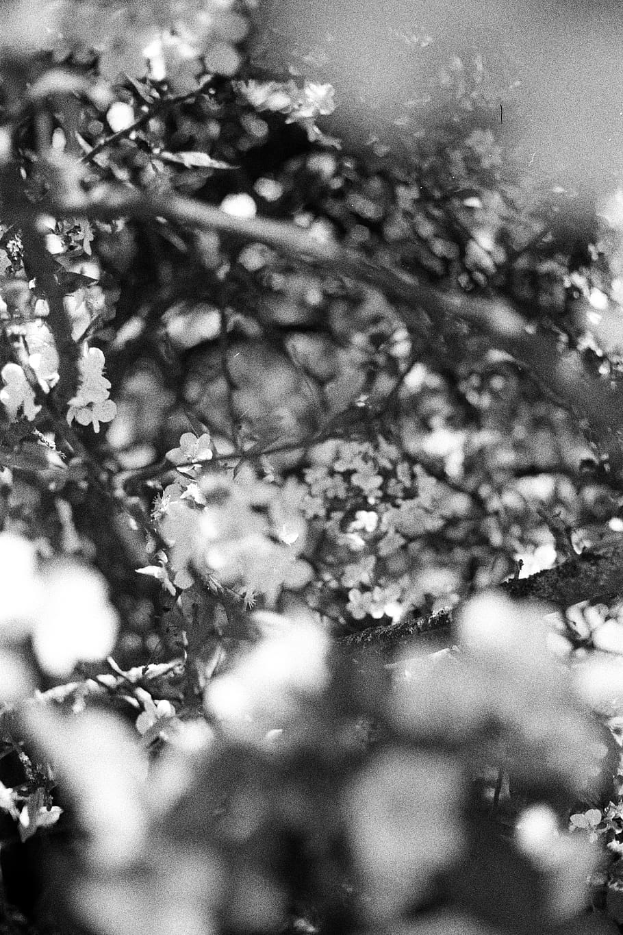 flower, pattern, abstract, bandw, bush, grain, plant, selective focus HD wallpaper