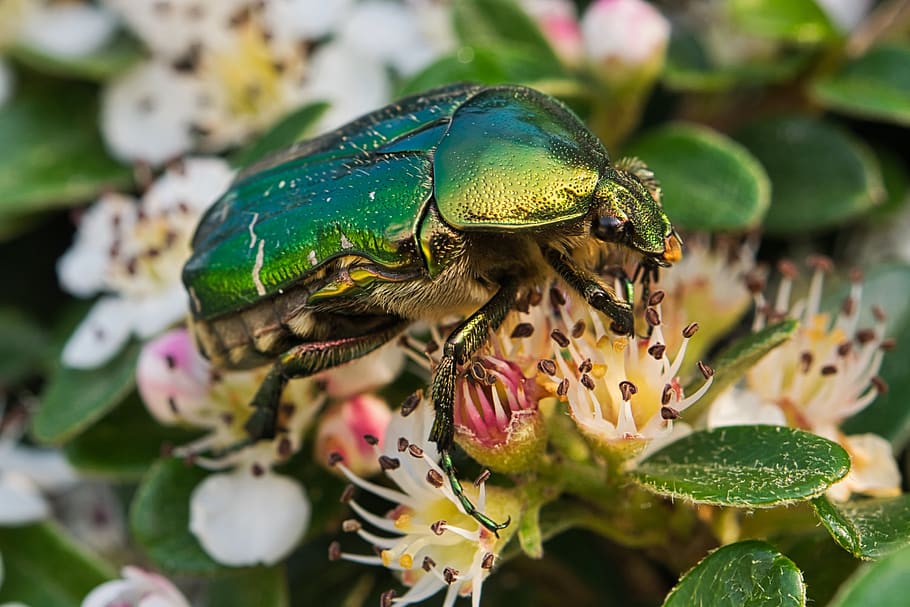 rose beetle, insect, macro, spring, hedge, blossom, bloom, spierhecke HD wallpaper