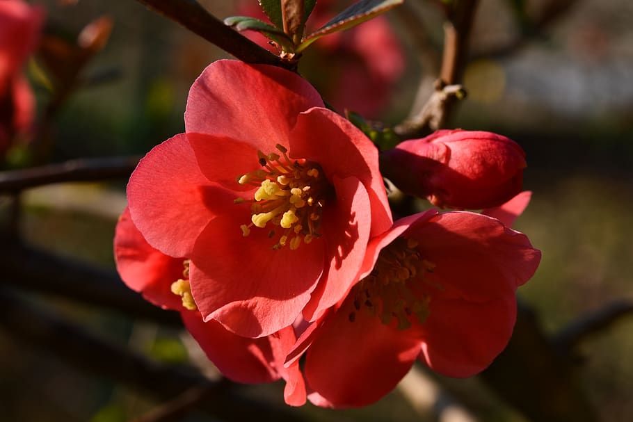 flower, red, garden, spring, en chaenomeles, pistilli, cenomeles HD wallpaper