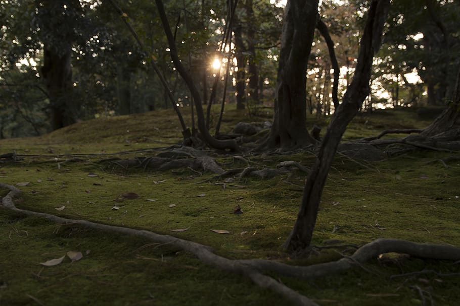 green leafed tree, light, flare, plant, vegetation, tree trunk HD wallpaper