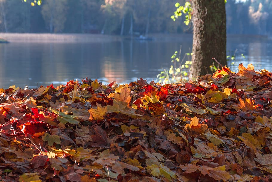 autumn, leaf, maple, tree, nature, park, plant part, change HD wallpaper