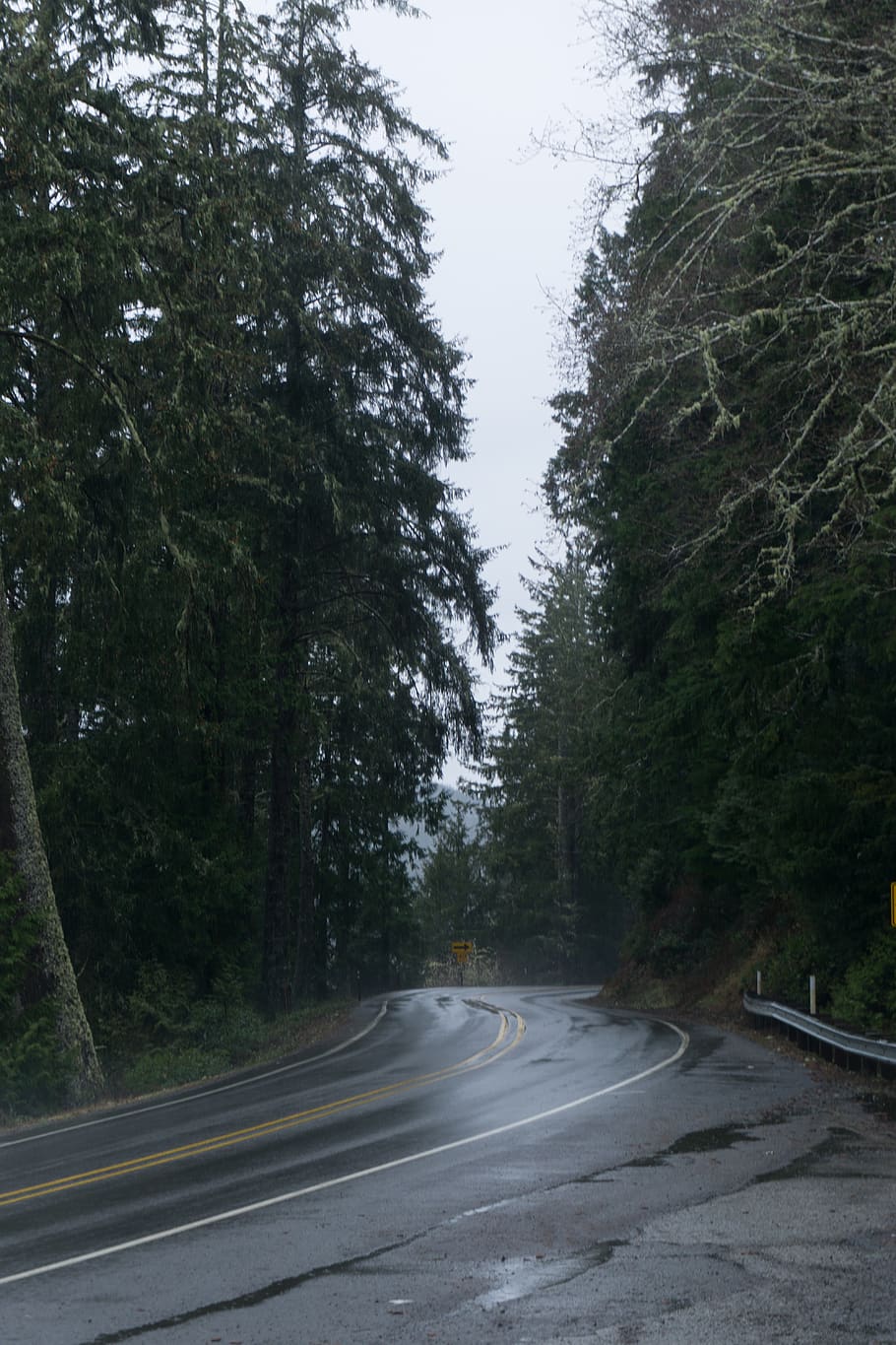 trees, moody, road, transportation, plant, direction, symbol HD wallpaper