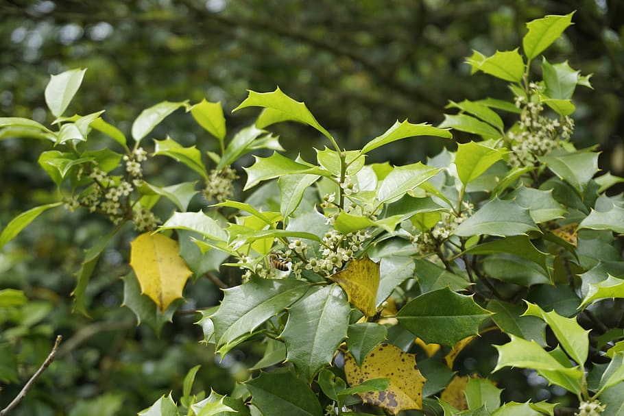 bee, holly, summer, greenery, flower, plant, leaf, plant part HD wallpaper