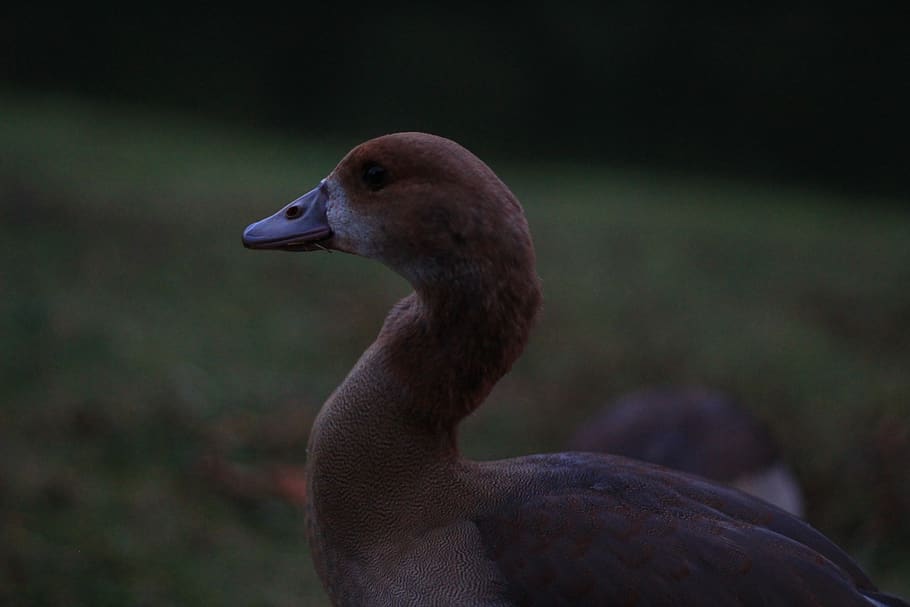 germany, cologne, kalscheurer weiher, goose, animal portrait