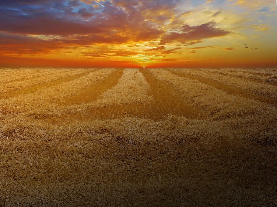 wheat, field, plants, brown, nature, sunset, sky, cloud - sky HD wallpaper
