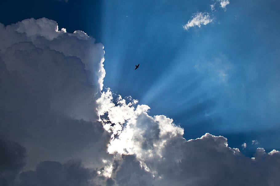 venezuela, cloud - sky, animal, flying, animal themes, one animal HD wallpaper