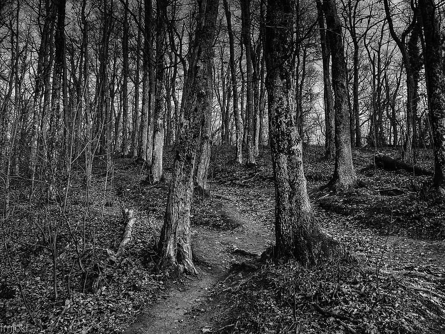Grayscale Photo of Trees, black and white, branches, daylight HD wallpaper
