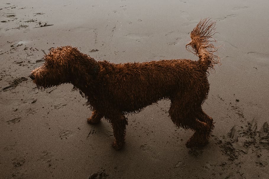 long-coat brown dog on grey surface, canine, animal, mammal, pet, HD wallpaper