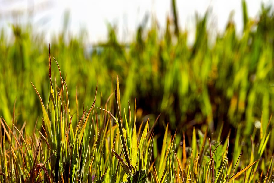 grass, green, nature, background, meadow, field, lawn, leaves HD wallpaper