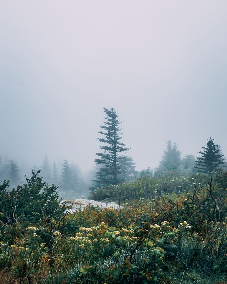 green trees, flora, plant, abies, conifer, fir, united states HD wallpaper