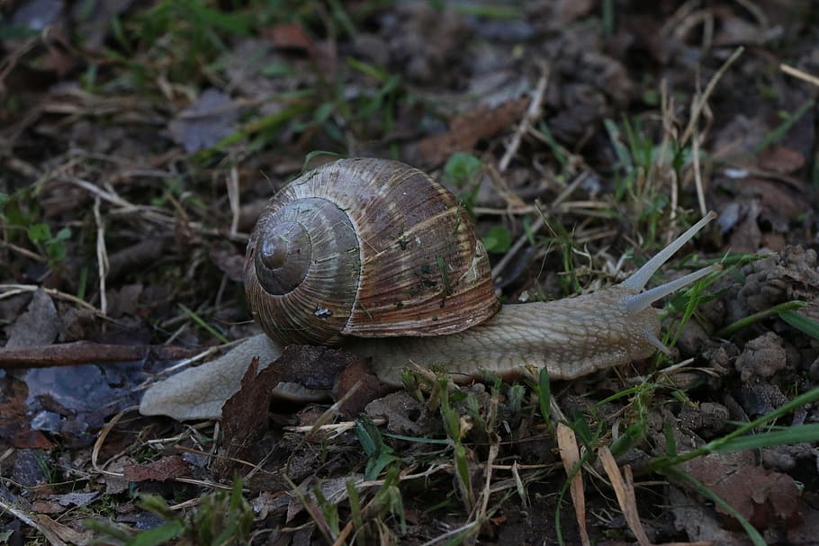 macro, prato, grass, earth, field, garden, snail, snails, nature HD wallpaper
