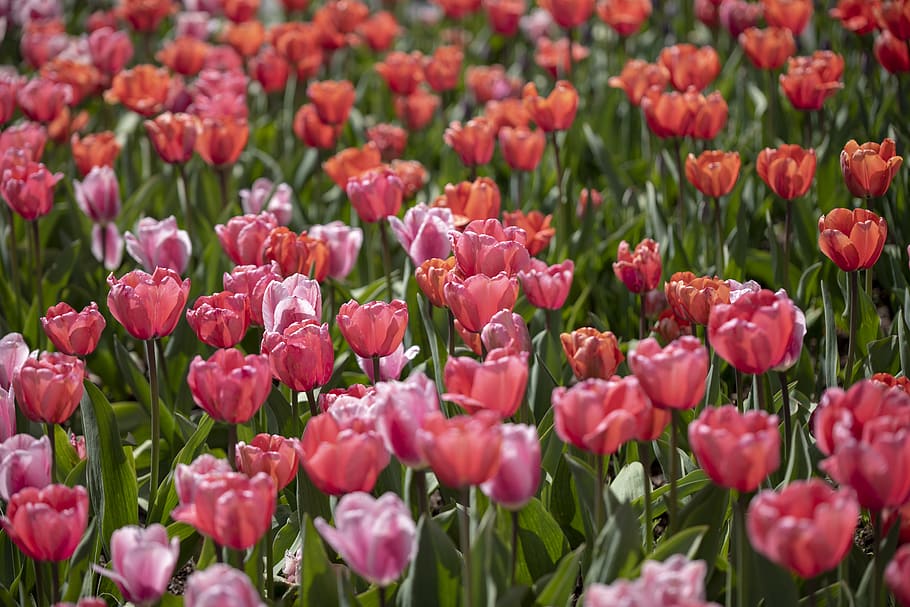 pink tulip field, flowering plant, beauty in nature, vulnerability HD wallpaper