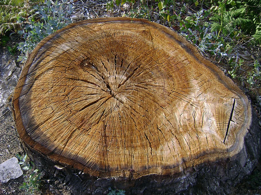 knot, madeira, wood, nó, corte, cortada, árvore, cut, tree, HD wallpaper